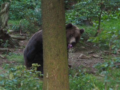 Bear at Arbesbach