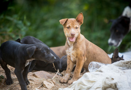Stray puppies in Southeast Asia