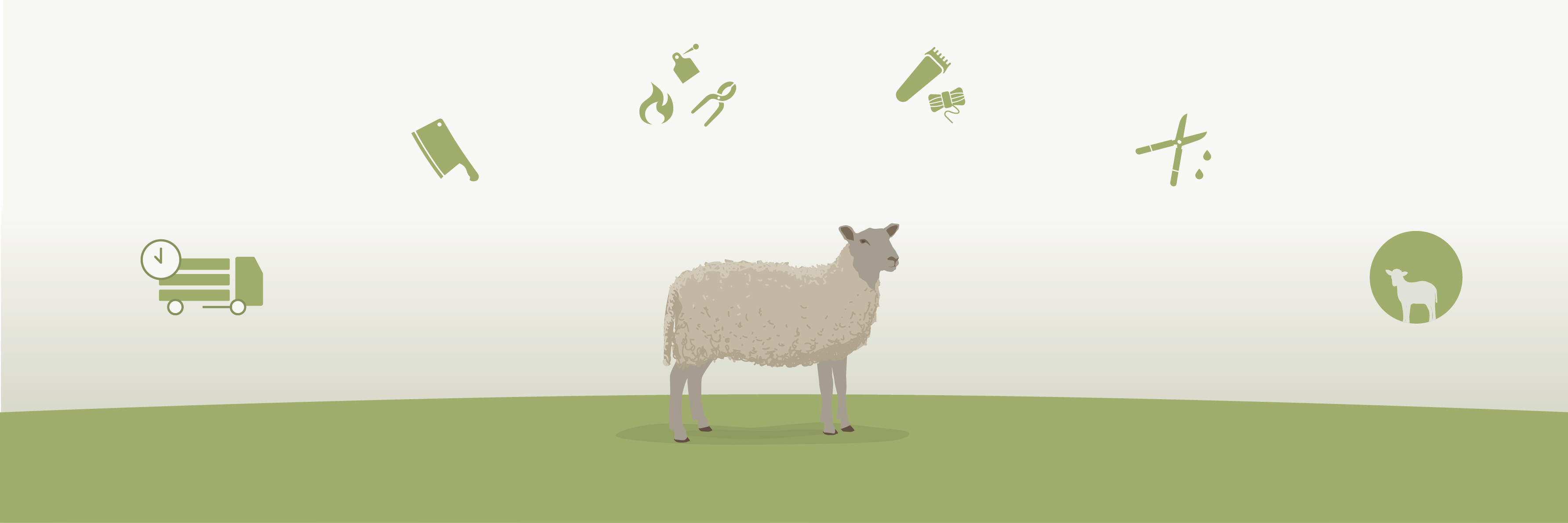 Cruel Practices on Sheep