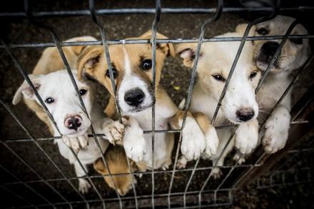 Hunde im Zwinger warten auf Adoption