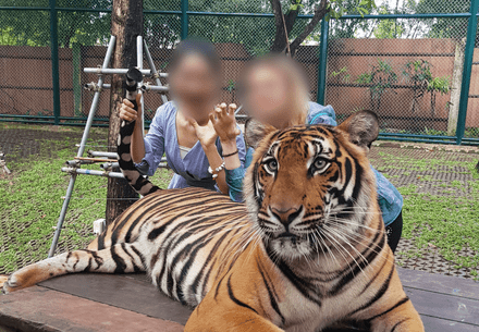 Image of tourists being photographed with tiger