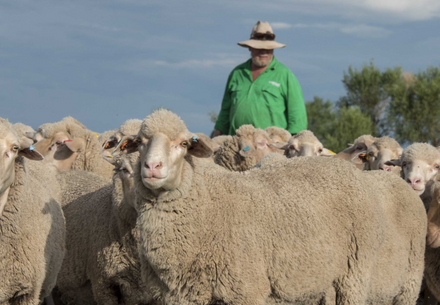 Australian wool producer with sheep herd