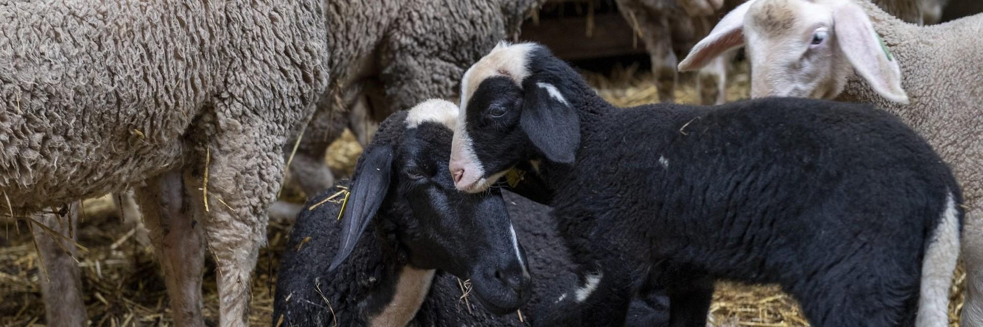 Two black sheep inside a barn