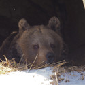 Brown bear Brumca looks out of her den. Outside the den there is snow.