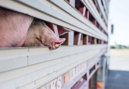 pig looks out of transport truck