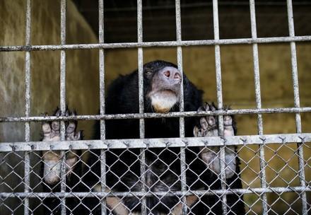 Bear behind bars in bile farm