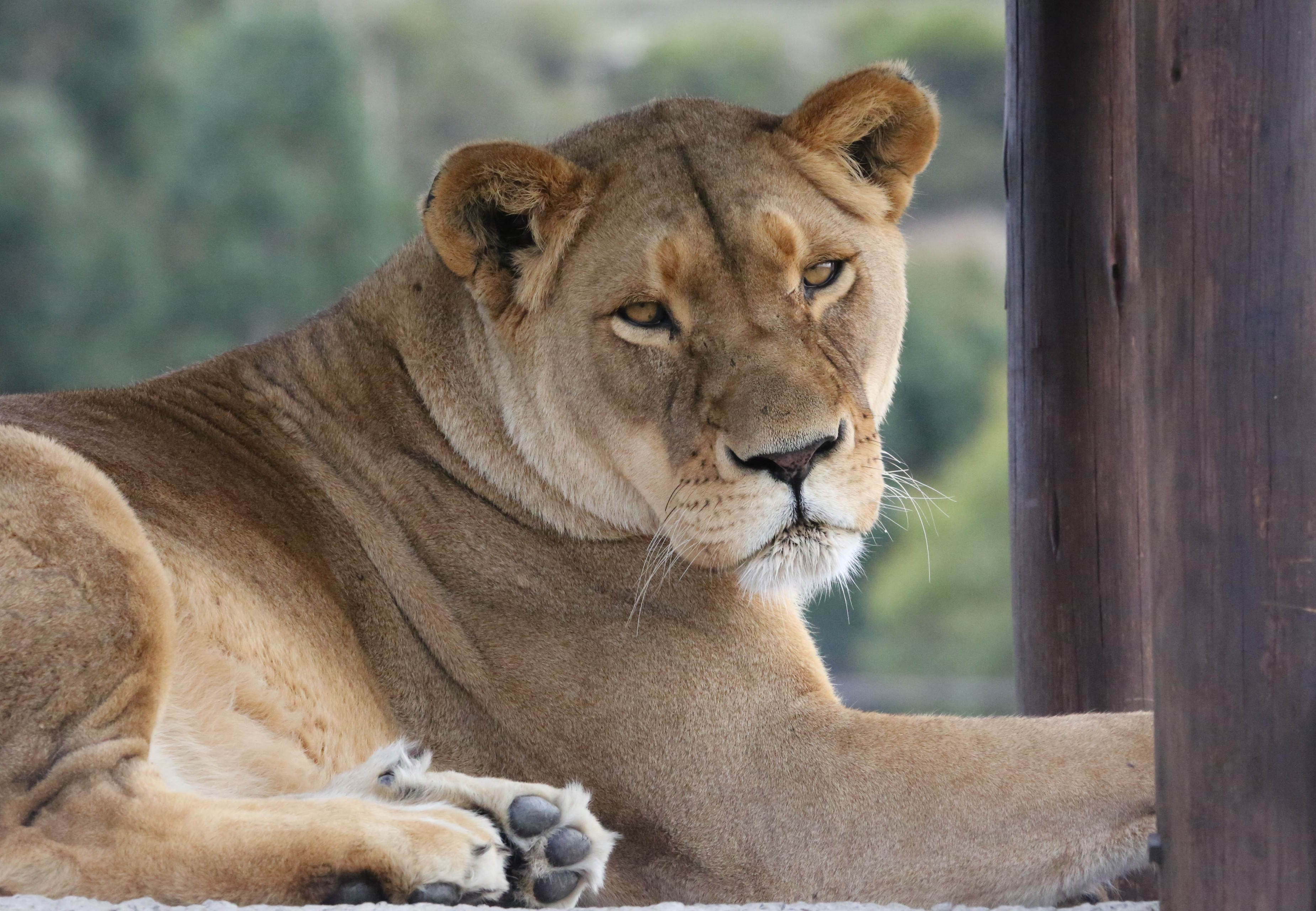 Lioness Nora - FELIDA Big Cat Sanctuary - a project by FOUR PAWS