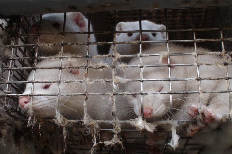 Mink crammed in a cage