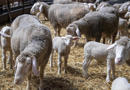 Lamm umgeben von Schafen auf einer Weide