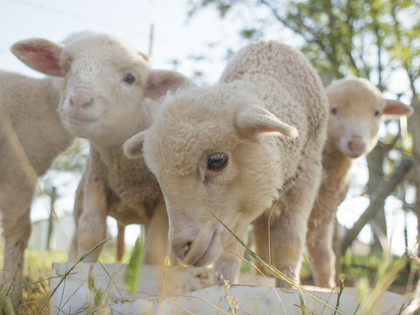 Brands against mulesed wool