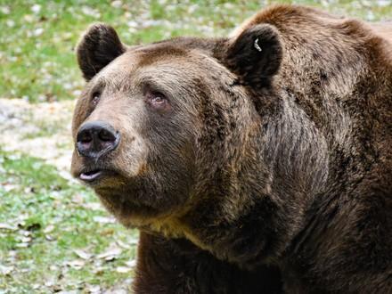 Brown bear Balou