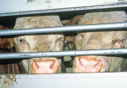 “Horrifying” Investigation Shows the Dark Side of Diary Farms   