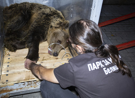 rescue of bear Iva
