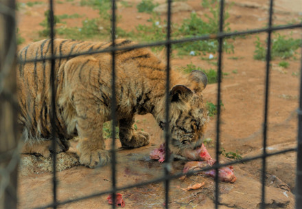 Captive cub feeding