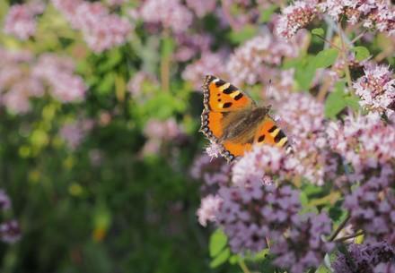 Butterfly on oregano blossoms