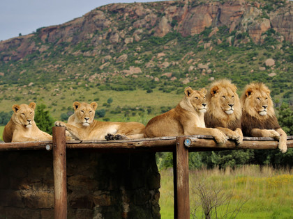 Löwen im LIONSROCK Großkatzenschutzzentrum