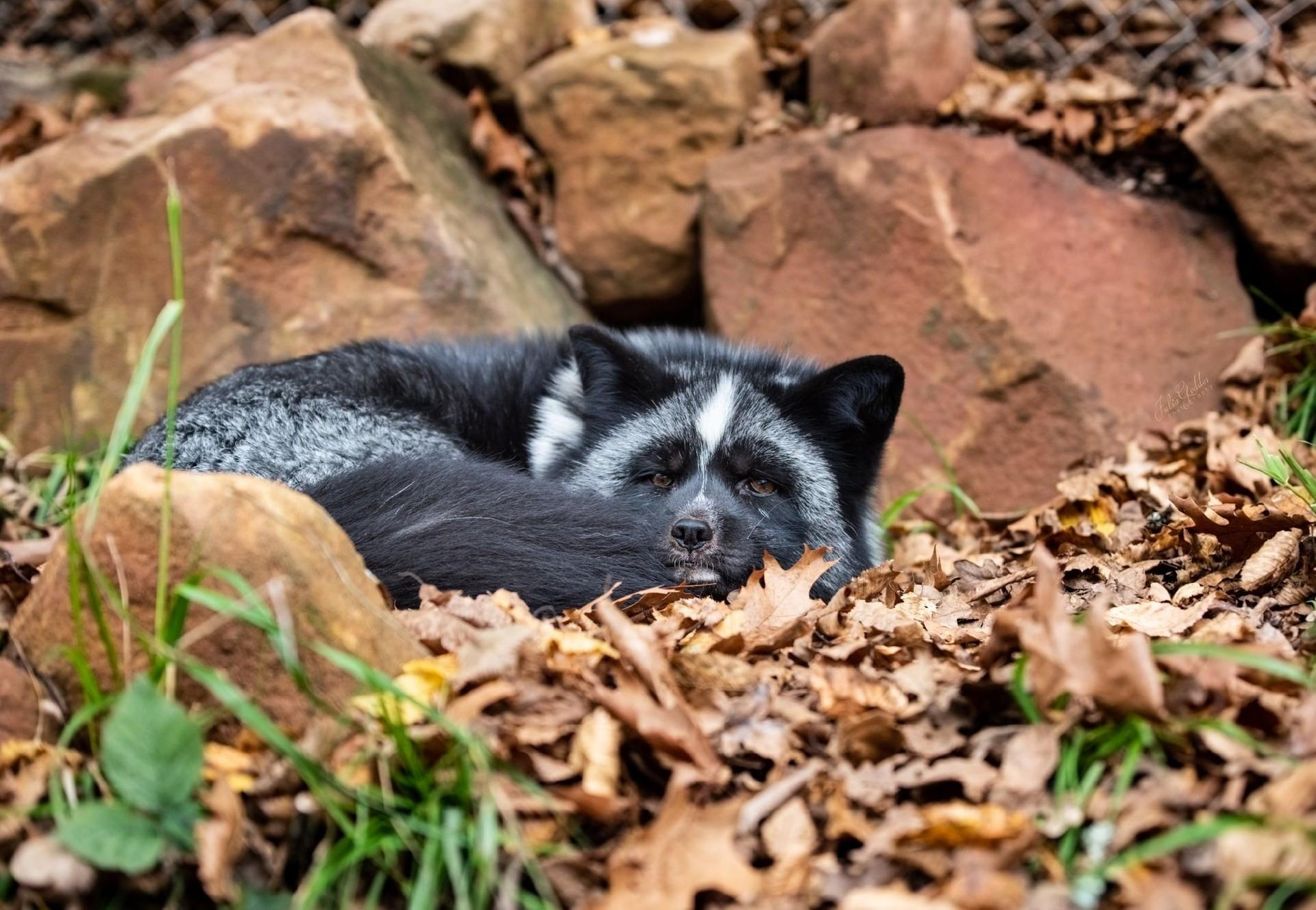 Fox Jackson - TIERART Wild Animal Sanctuary - a FOUR PAWS project