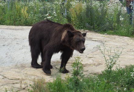 Le sauvetage de l'ourse Kvitka