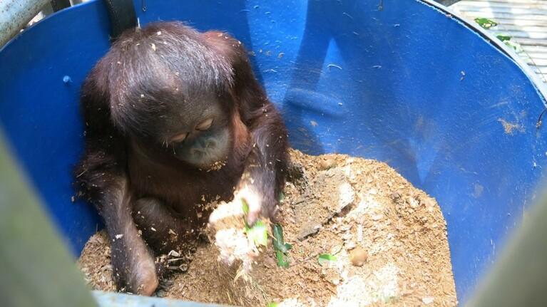 Support the cost of physical enrichment for our orangutans