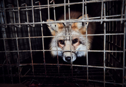 Fox on a fur farm
