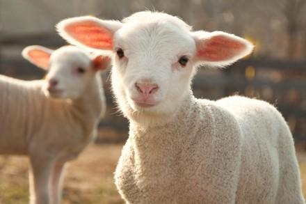 Lambs in Australia