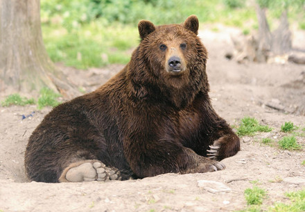 Brown bear at BEAR SANCTUARY Domazhyr