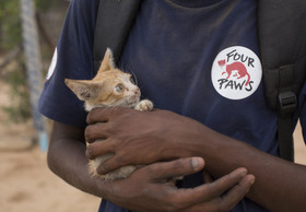 The ultimate fight against deadly rabies in Myanmar:  FOUR PAWS announces new plan to vaccinate one million dogs and cats