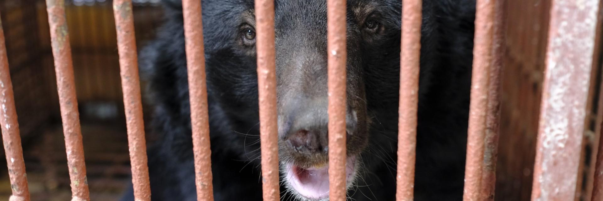 9 bile bears in farm