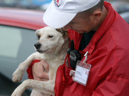 Find out what you can do to help pets in need