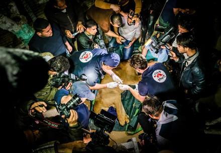 Tierarztuntersuchung während der Rettungsaktion im Gazastreifen