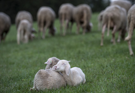 Merino sheep on a field
