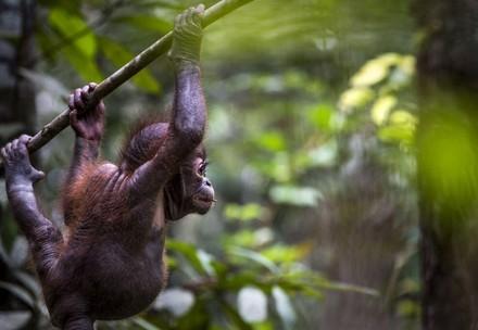 orangutan orphan on tree