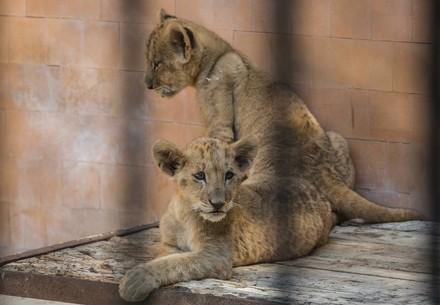 Twee leeuwenwelpen in een dierentuin