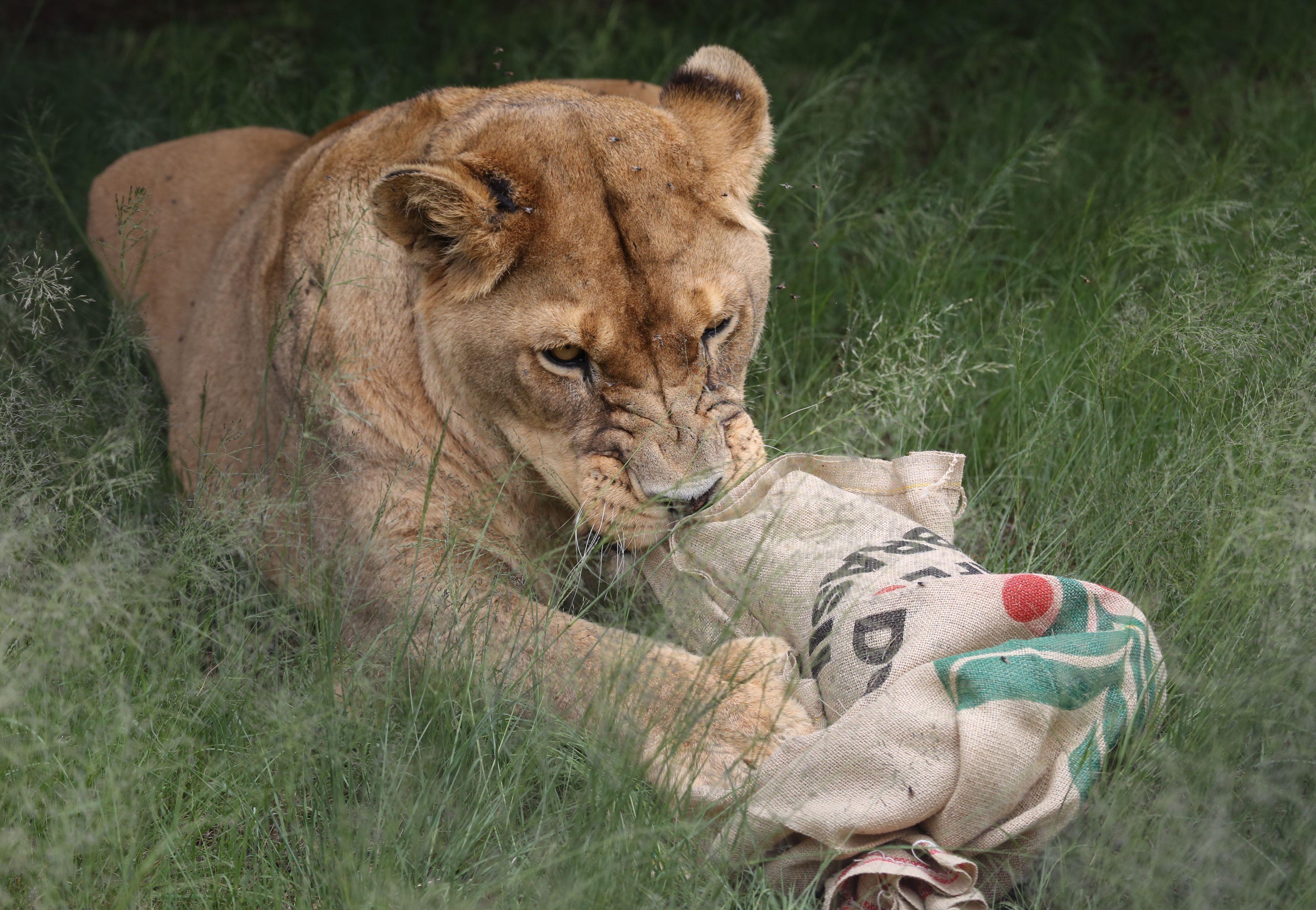 Enrichment for Big Cats - FOUR PAWS International - Animal Welfare  Organisation