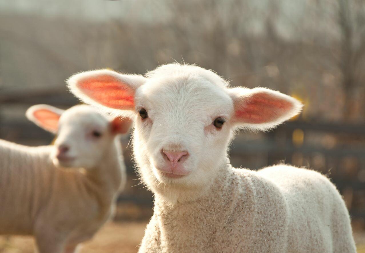 Five cool facts about sheep - #WearItKind - a Campaign of FOUR PAWS