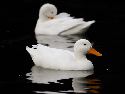Zwei weiße Enten