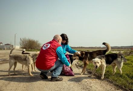 Aide aux animaux errants en Roumanie