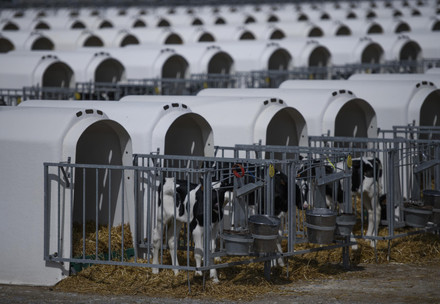 Investigation into calf farms in Spain, 2021