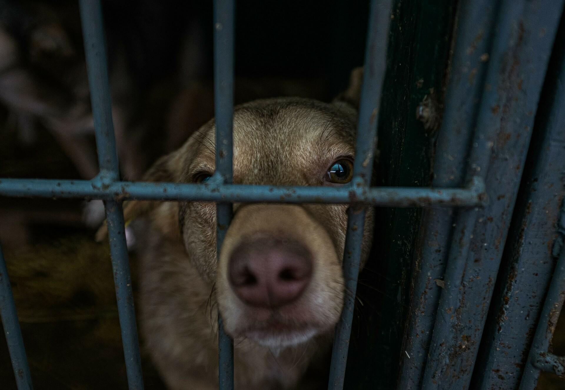 Overcrowded shelters and out-of-control stray dog population in Moldova -  FOUR PAWS International - Animal Welfare Organisation
