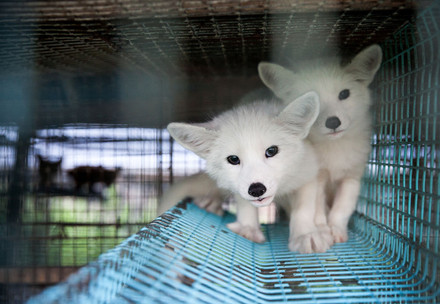 Outbreak of Bird Flu on Finnish Fur Farms “Major Cause for Concern”