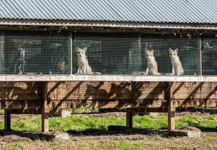 Des renards en cage
