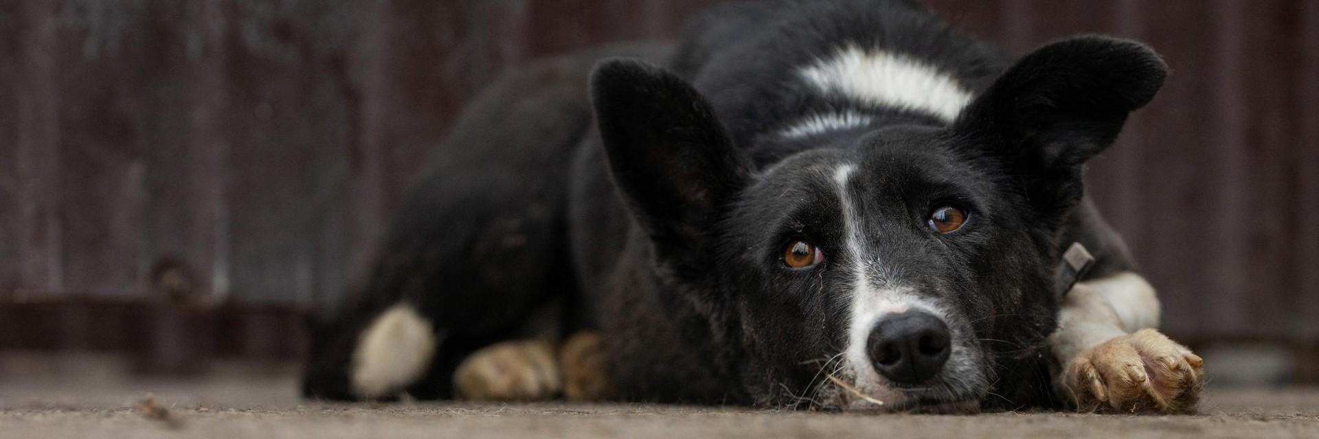 Helping animals in Ukraine crisis