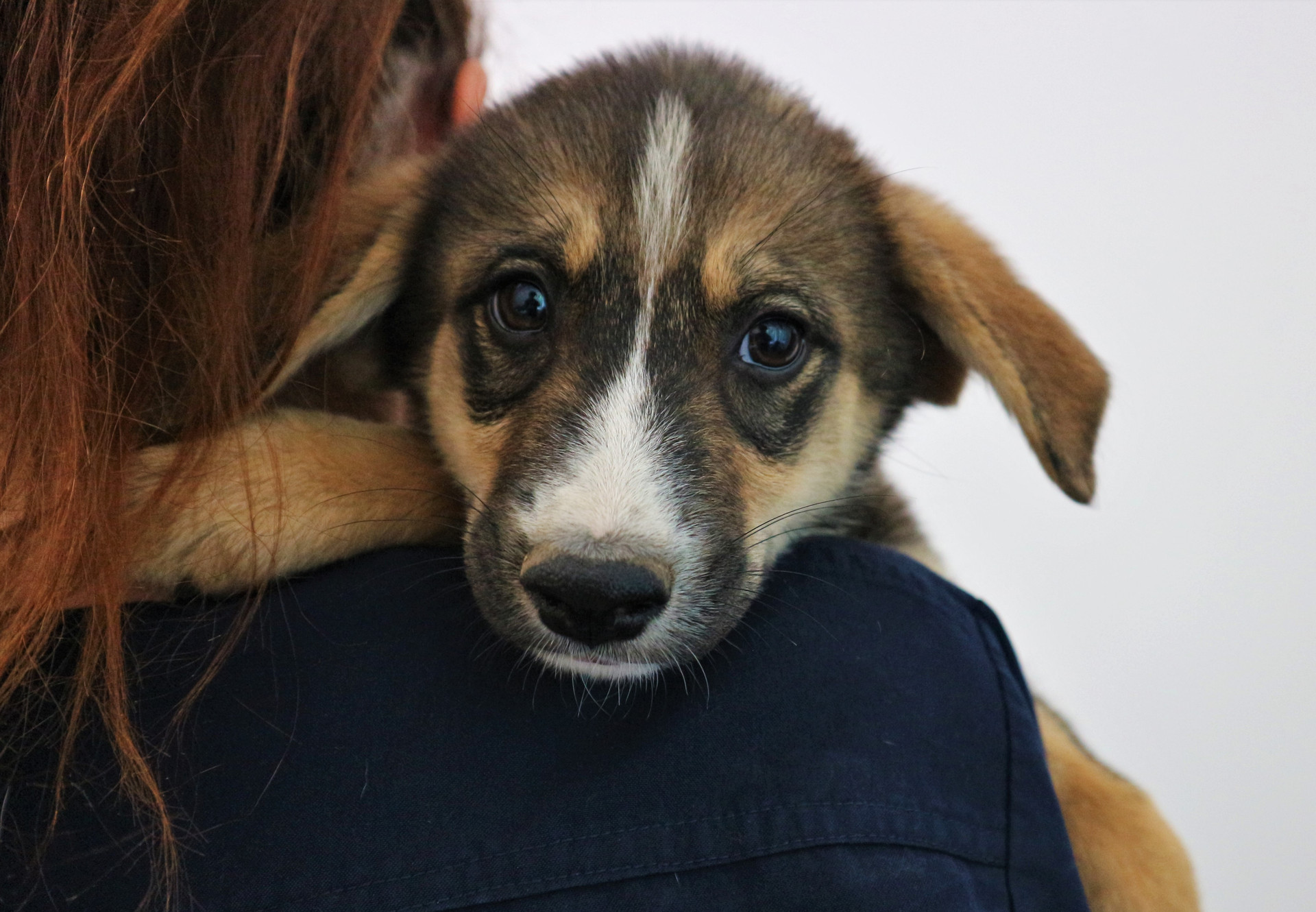 Humans' Best Friend” – The Dog - FOUR PAWS International - Animal Welfare  Organisation