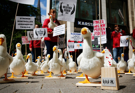 Advocacy to protect geese