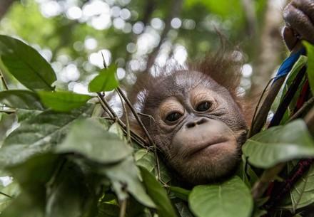 Orang-oetanweesje uit Borneo