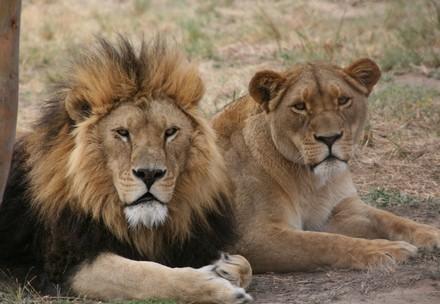 Löwen in Südafrika