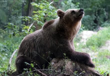 Brown bear at BEAR SANCTUARY Domazhyr