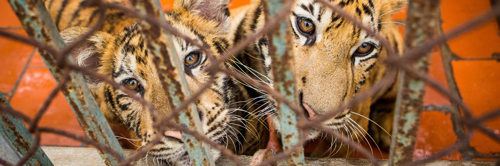 tigers being farmed in captivity