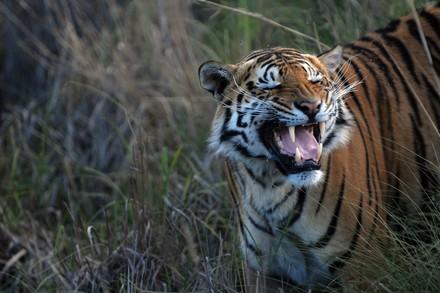 Tiger smiling 
