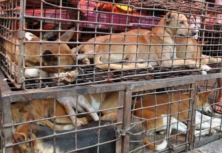 Dierenmarkten - Honden in kooien